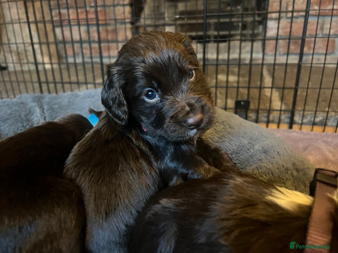 Cocker Spaniel dogs for sale: Working Cocker Spaniel Puppies - Image 12