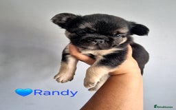 French Bulldog dogs for sale: *LAST2* Fluffy french bulldog puppies - Image 20