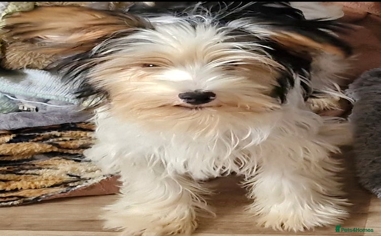 Biewer Terrier dogs - Advert 1