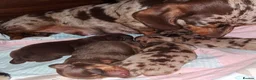 Miniature Dachshund dogs for sale: Miniature dachshund puppies  in Preston - Advert 6