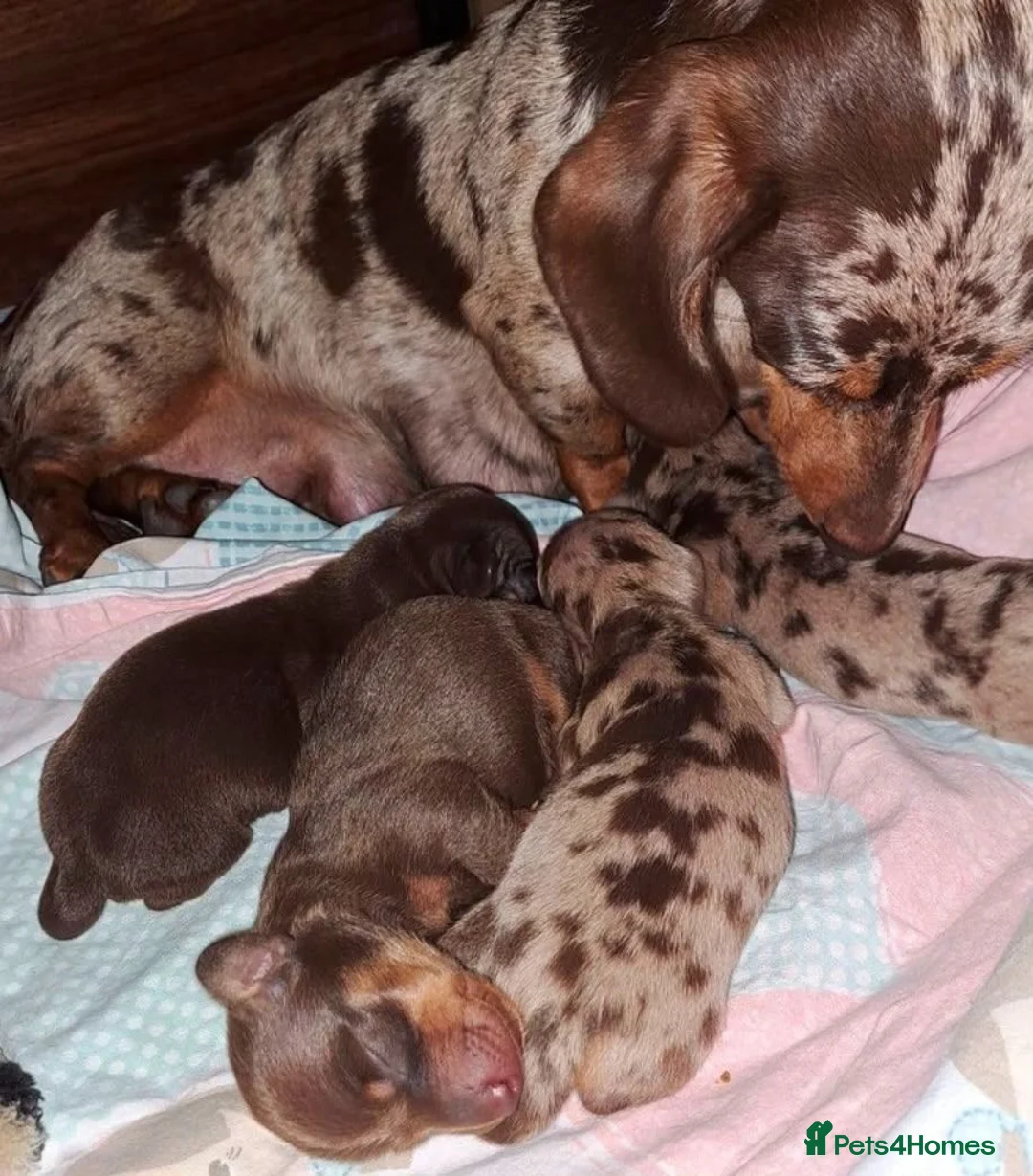 Miniature Dachshund dogs for sale: Miniature dachshund puppies  in Preston - Advert 6