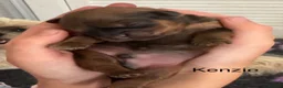 Shih Tzu dogs for sale: Shih Tzu pups - Advert 30