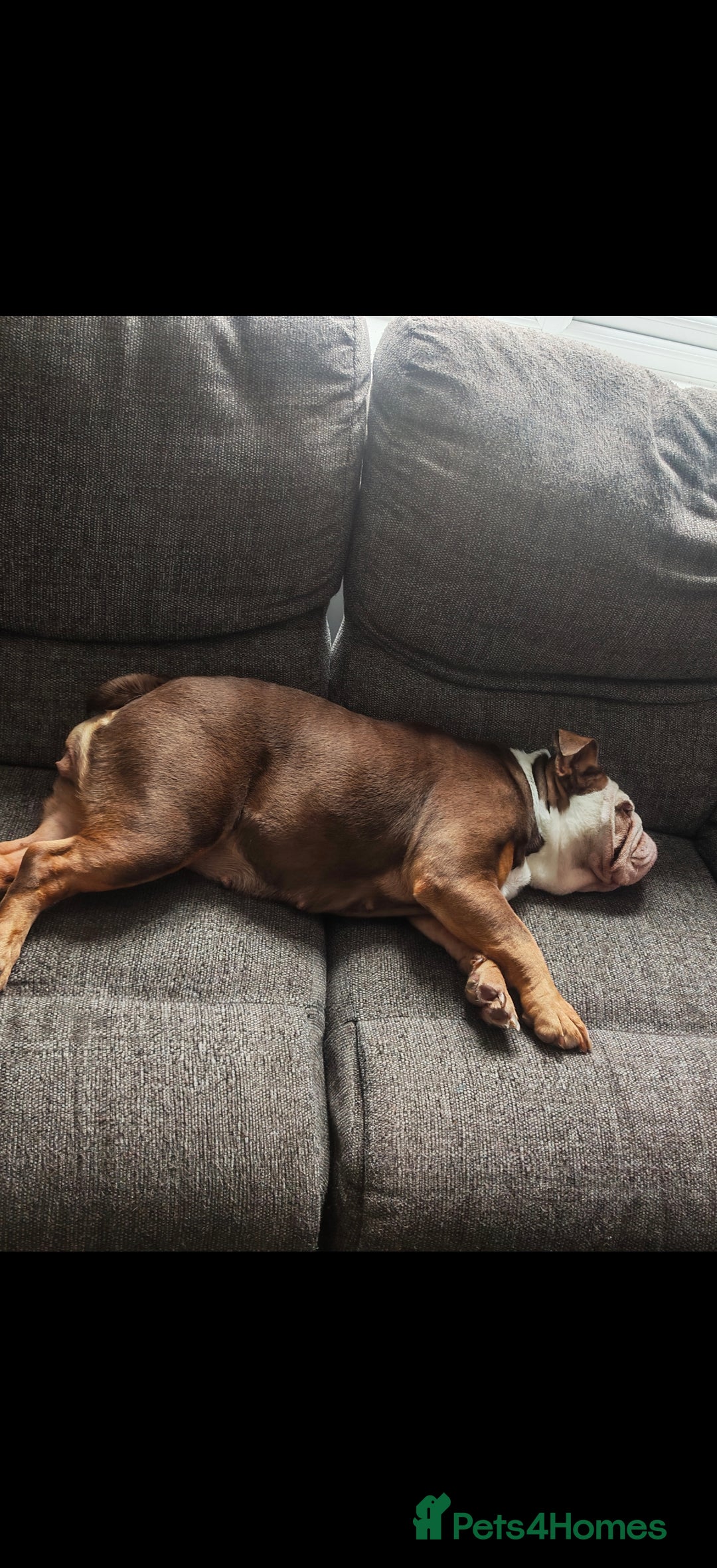 English Bulldog dogs for sale: Our little beauty  - Image 5