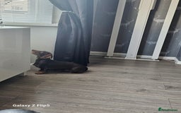 Dachshund dogs for sale: TWO DAUSHUNDS - Image 36