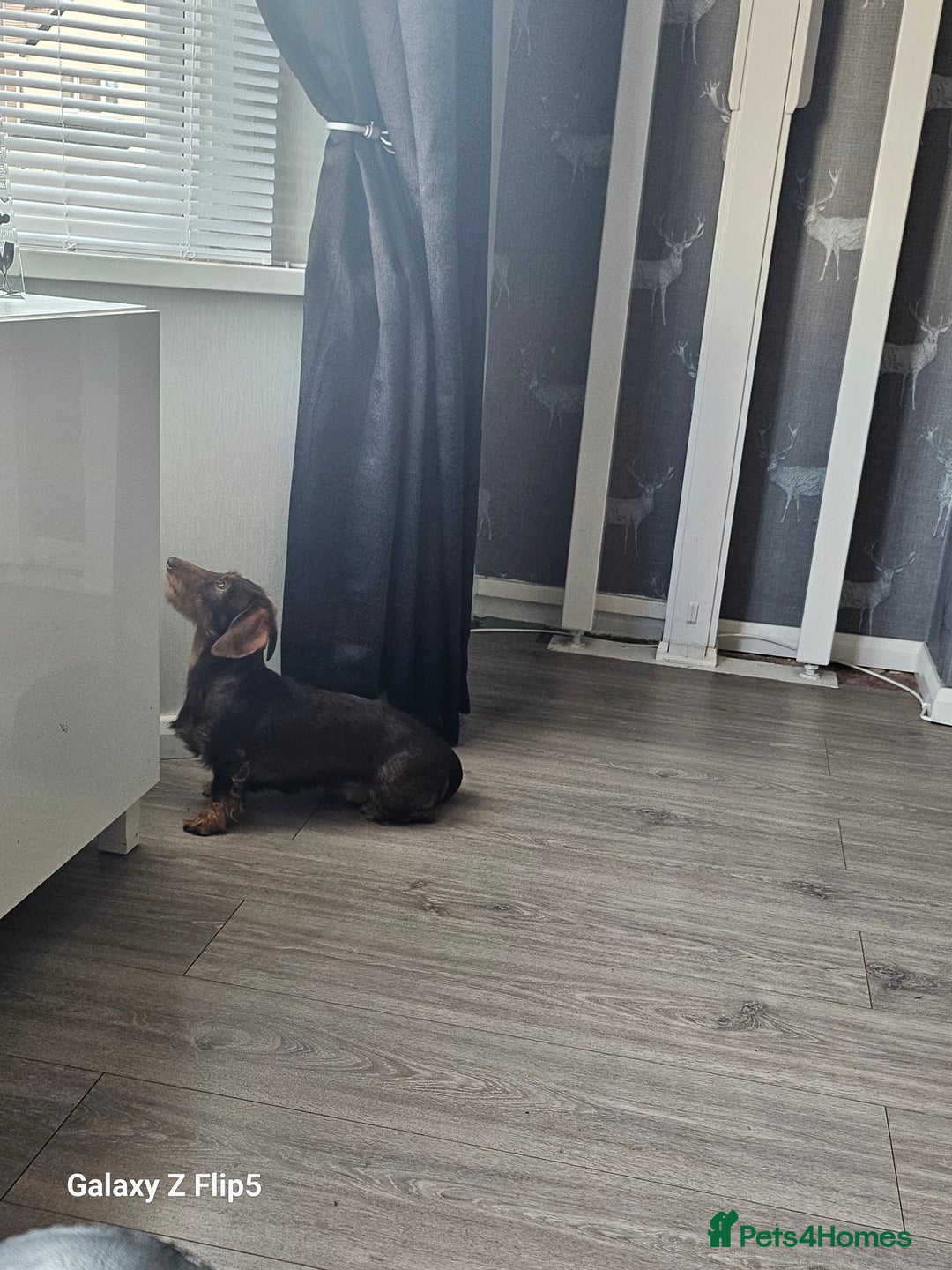 Dachshund dogs for sale: TWO DAUSHUNDS - Image 36