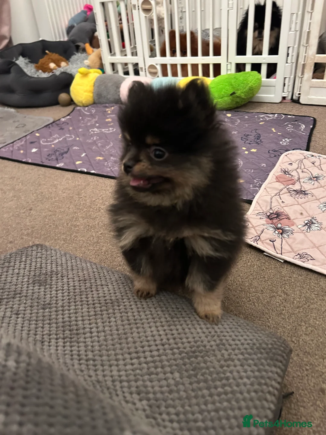 Pomeranian dogs for sale: Black and Tan girl  - Advert 2
