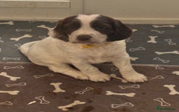 English Springer Spaniel dogs for sale: Springer Spaniel Pups  - Image 3