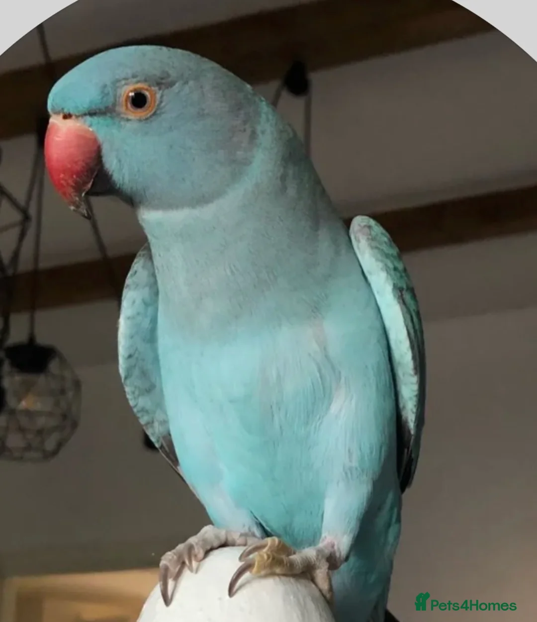 Parrots birds for sale: Baby blue ring neck tamed talking parrot  in Redditch - Advert 2