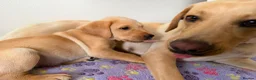 Labrador Retriever dogs for sale: Labrador puppies for sale. 1 golden boy left now. - Advert 5