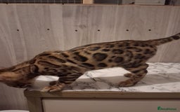 Bengal cats for sale: Tica reg. Bengal Kittens  - Image 5