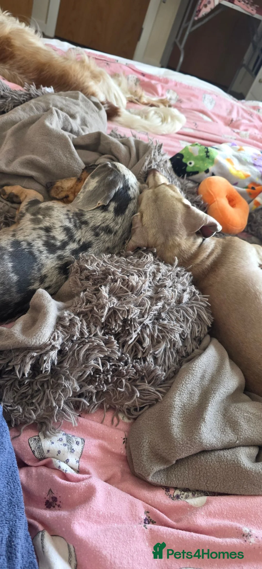 Miniature Dachshund dogs for sale: 4 YEAR OLD MINITURE DACHSHUND  - Advert 2