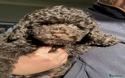 Mixed Breed dogs for sale: Beautiful miniature x toy poodle puppies - Image 1