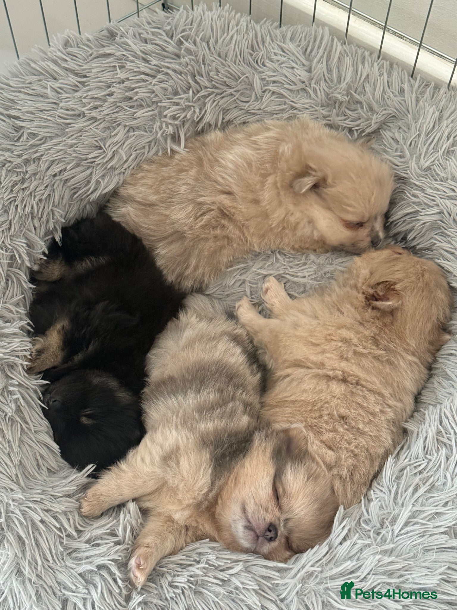 Pomeranian dogs Beautiful Pomeranian Puppies - Advert 6