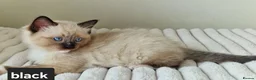 Ragdoll cats for sale: Adorable Ragdoll Kittens Looking For A New Home - Advert 28