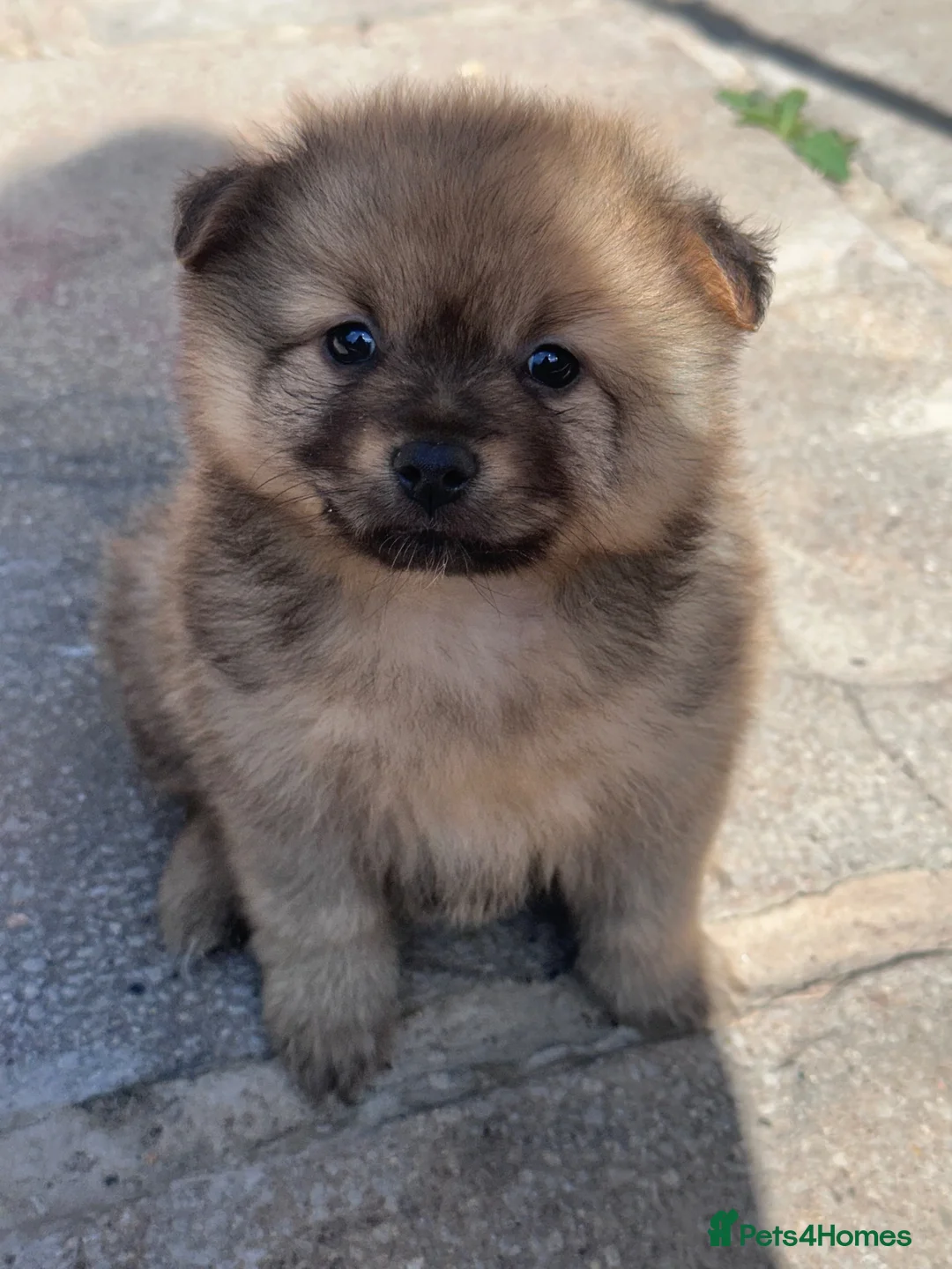 Pomeranian dogs for sale: Pomeranian boy  - Advert 1