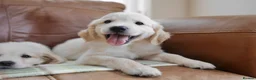 Golden Retriever dogs for sale: Quality Health Tested KC Golden Retrievers - Advert 2