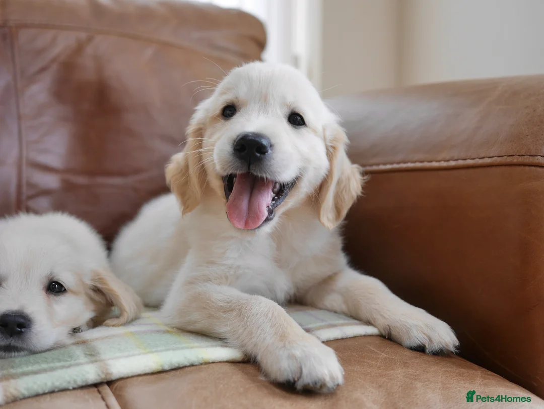 Golden Retriever dogs for sale: Quality Health Tested KC Golden Retrievers - Advert 2