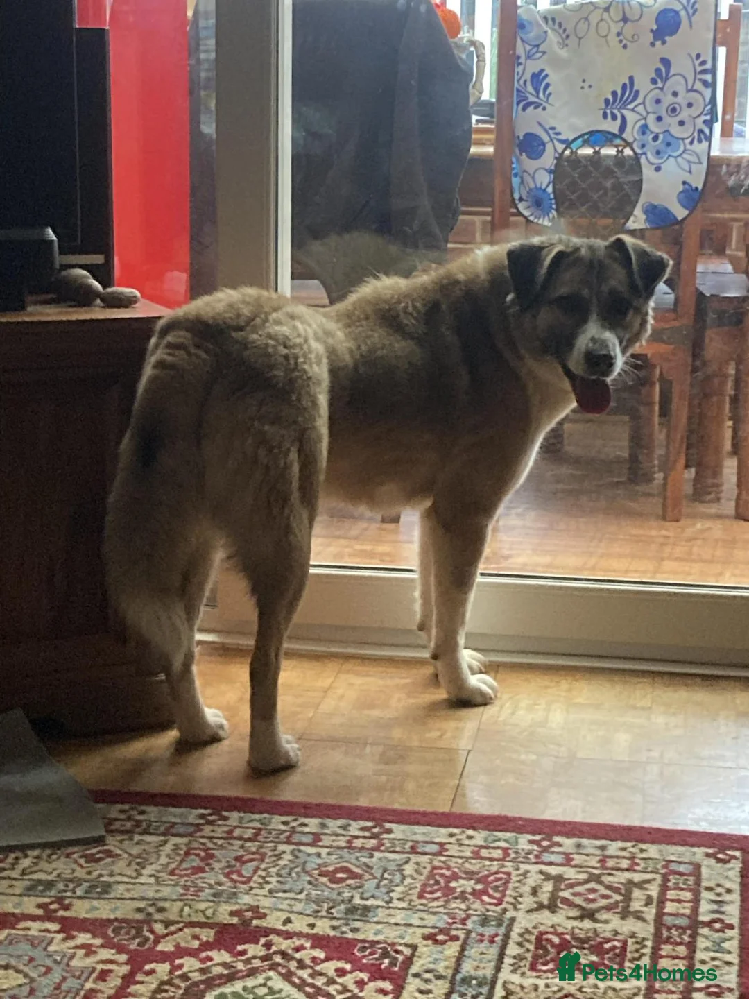 Mixed Breed dogs for sale: Pretty Princess - Advert 1