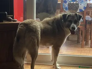 Mixed Breed dogs Pretty Princess - Advert 7