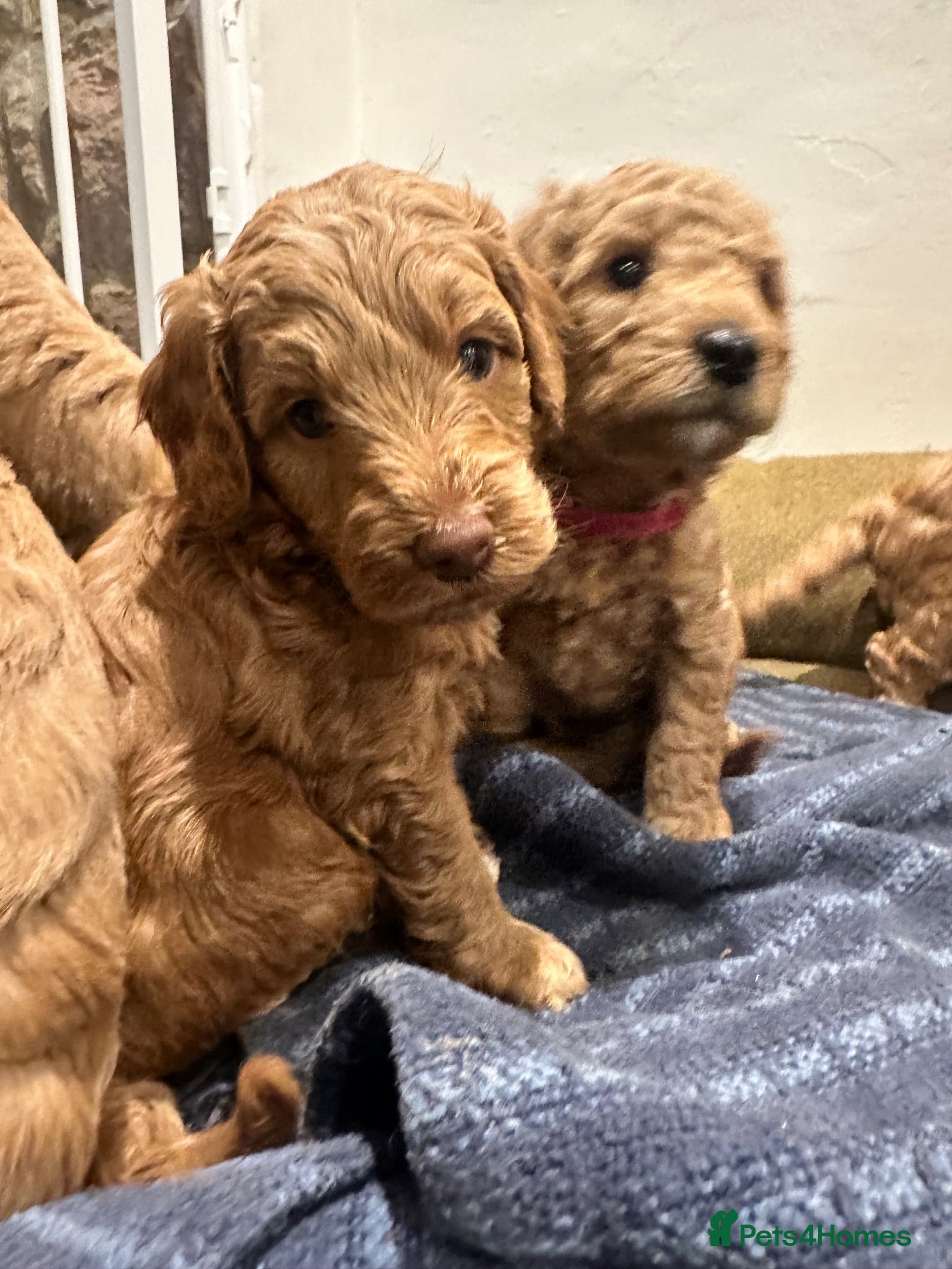 Mini Goldendoodle dogs High quality miniature Goldendoodles - Advert 1