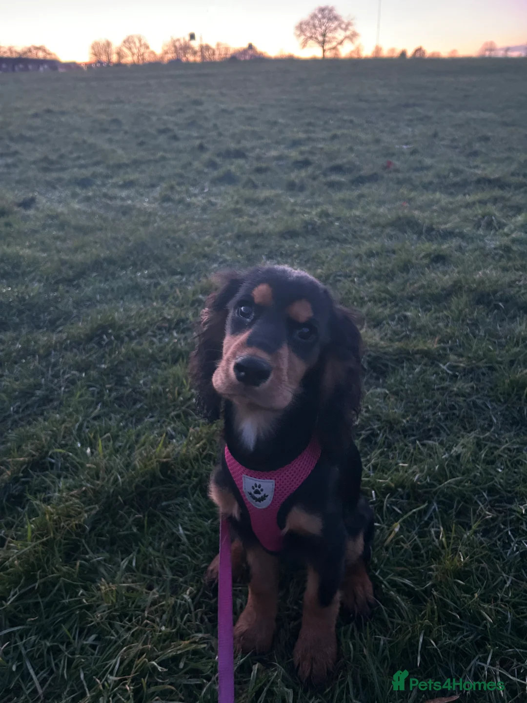 Cocker Spaniel dogs for sale: Rare Black and Tan Cocker spaniel - Advert 2