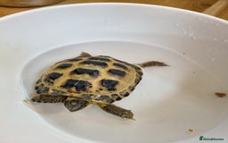 Tortoise reptiles for sale: Horsefield approx 3 years old  - Image 5