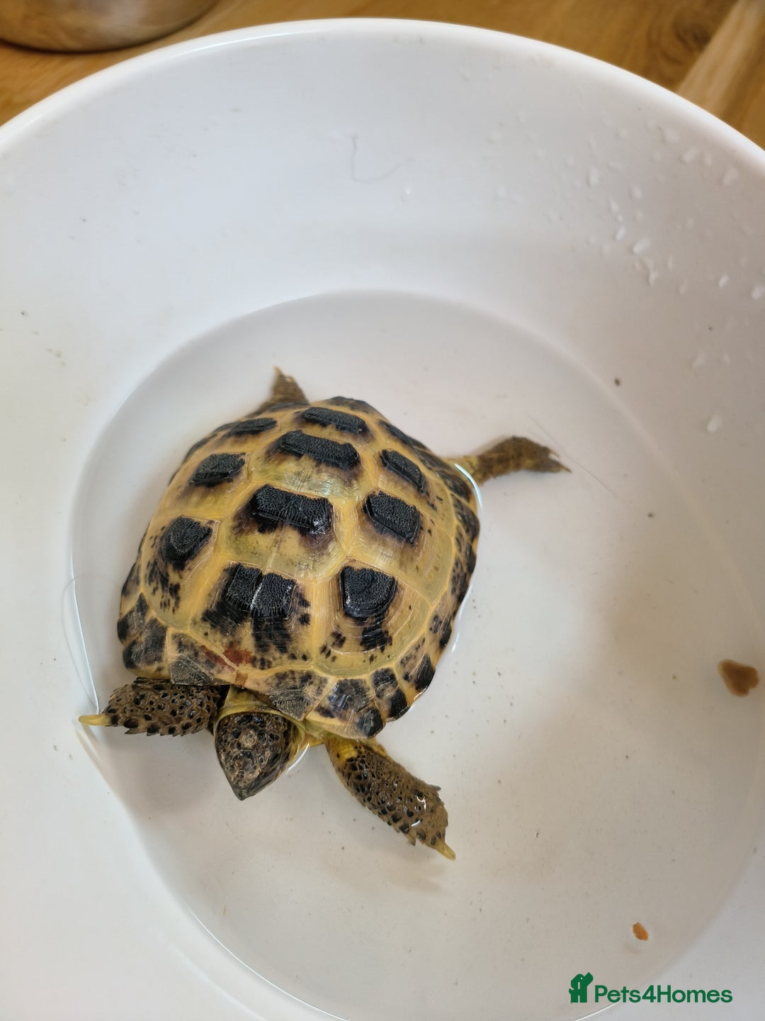 Tortoise reptiles for sale: Horsefield approx 3 years old  - Image 5