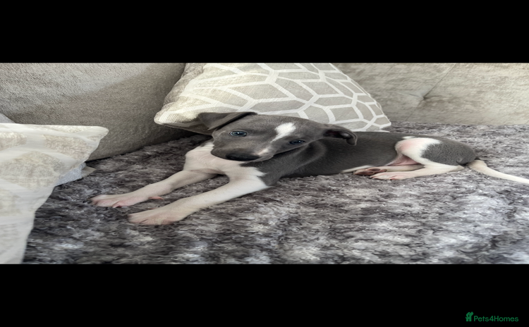 Whippet dogs - Advert 5