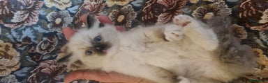 Ragdoll Kitten 3