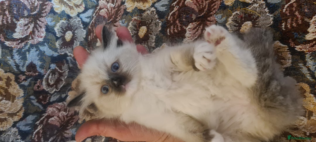Ragdoll cats for sale: 3 Adorable ragdoll kittens for sale - Advert 8