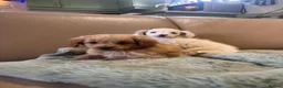 Cavapoo dogs for sale: Cavapoo puppy’s  in Huntingdon - Advert 5