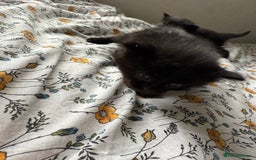 Maine Coon cats for sale: Maine coon x Russian Blue - Image 14