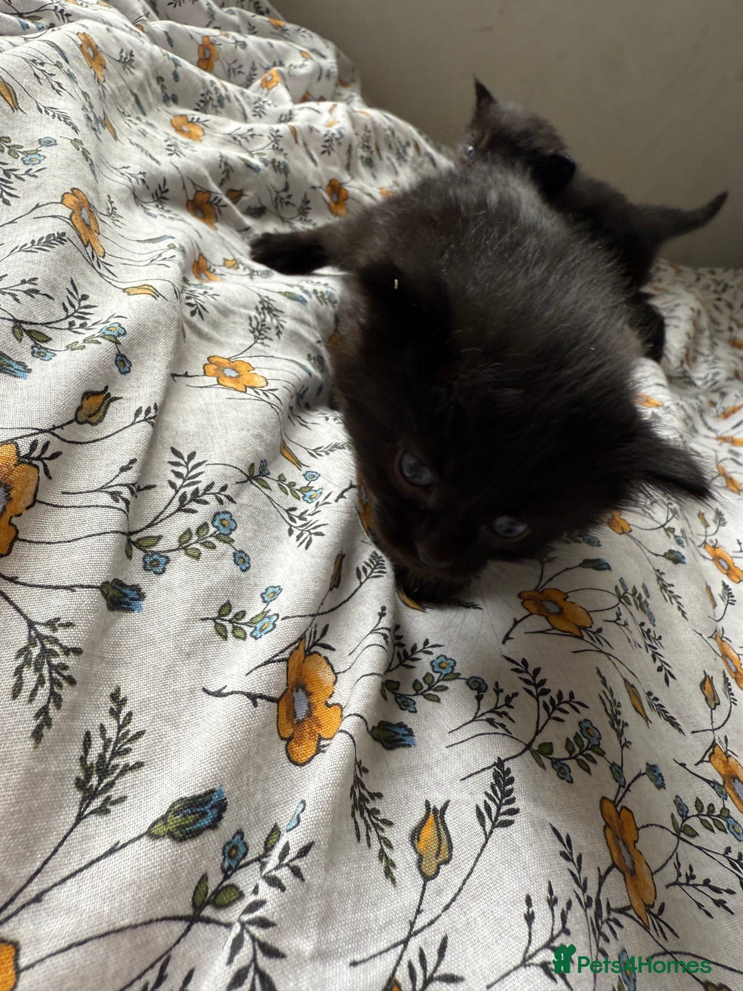 Maine Coon cats for sale: Maine coon x Russian Blue - Image 14