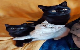 British Shorthair cats for sale: Beautiful British shorthairs - Image 10