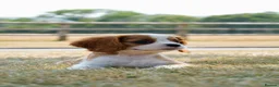 Cavalier King Charles Spaniel dogs for sale: ⭐️Cavalier King Charles puppies⭐️ - Advert 15