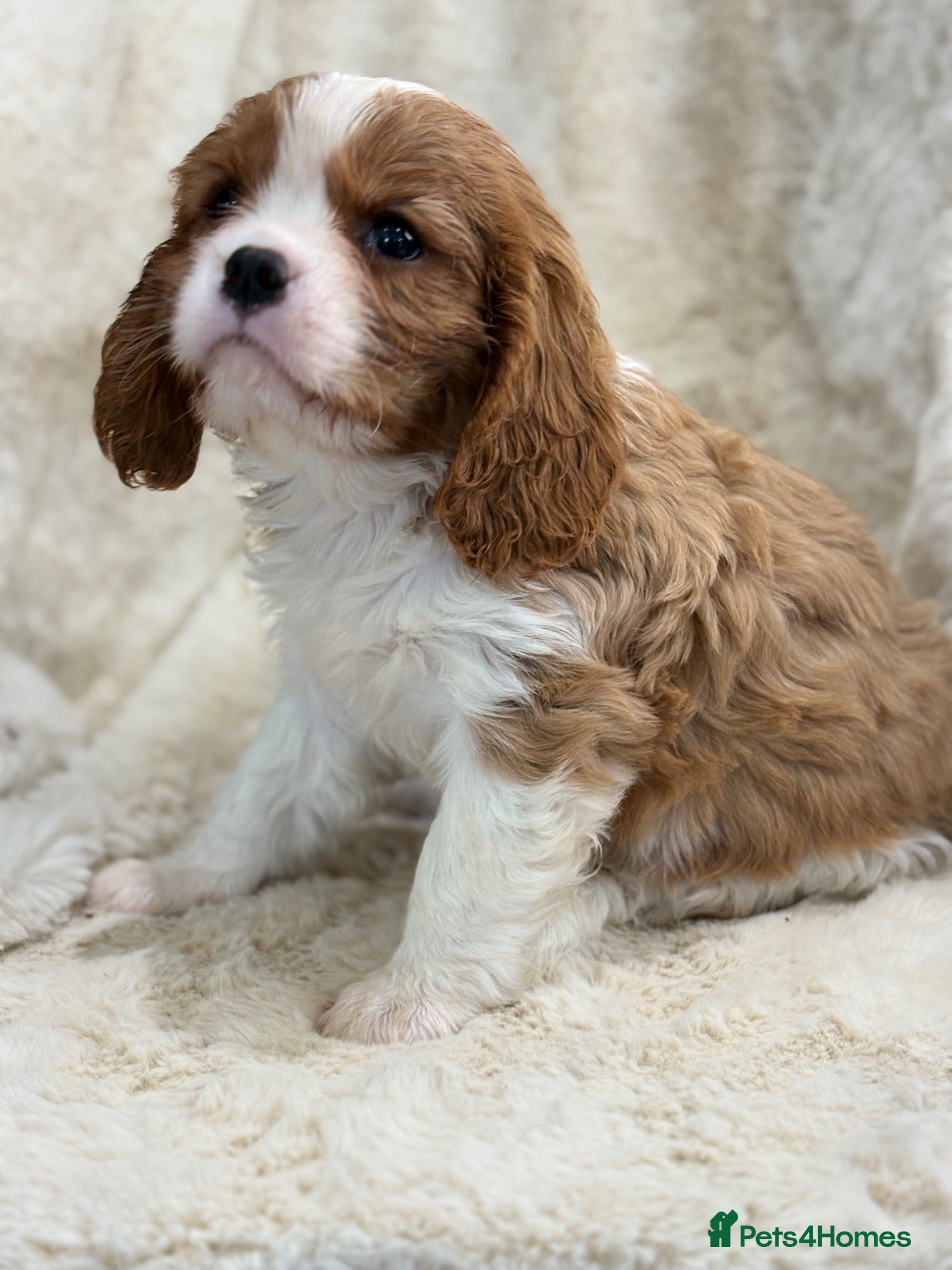 Cavalier King Charles Spaniel dogs Health tested cavalier pups  - Advert 1