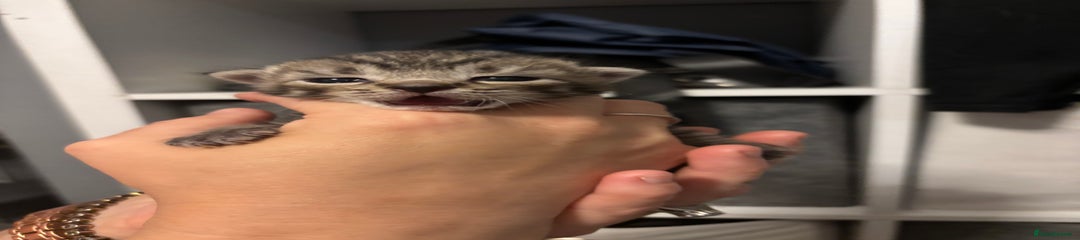 Mixed Breed Kitten 1