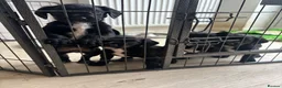 Springador dogs for sale: **1 bitch 1 dog left** lovely springerdors - Advert 3