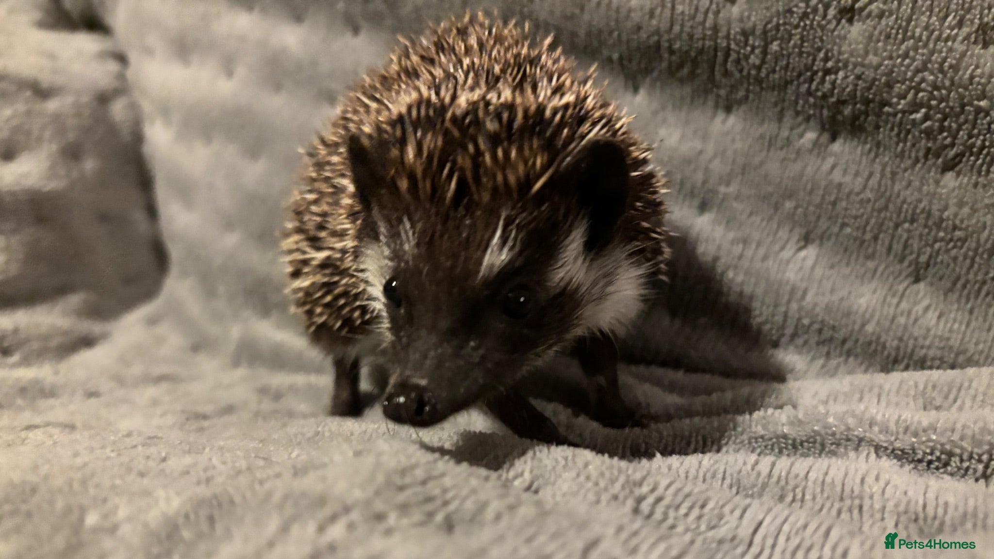 Pygmy Hedgehog rodents Male African Pygmy Hedgehog  - Advert 2