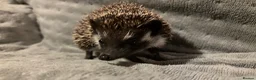Pygmy Hedgehog rodents for sale: Male African Pygmy Hedgehog  - Advert 1