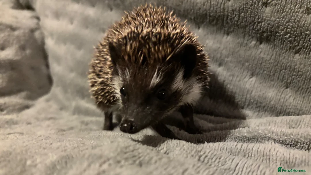 Pygmy Hedgehog rodents for sale: Male African Pygmy Hedgehog  - Advert 1