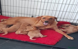 Labrador Retriever dogs for sale: Red fox labrador puppy's  - Image 1