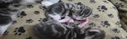 Mixed Breed cats for sale: Kittens ready for their forever home  - Advert 14