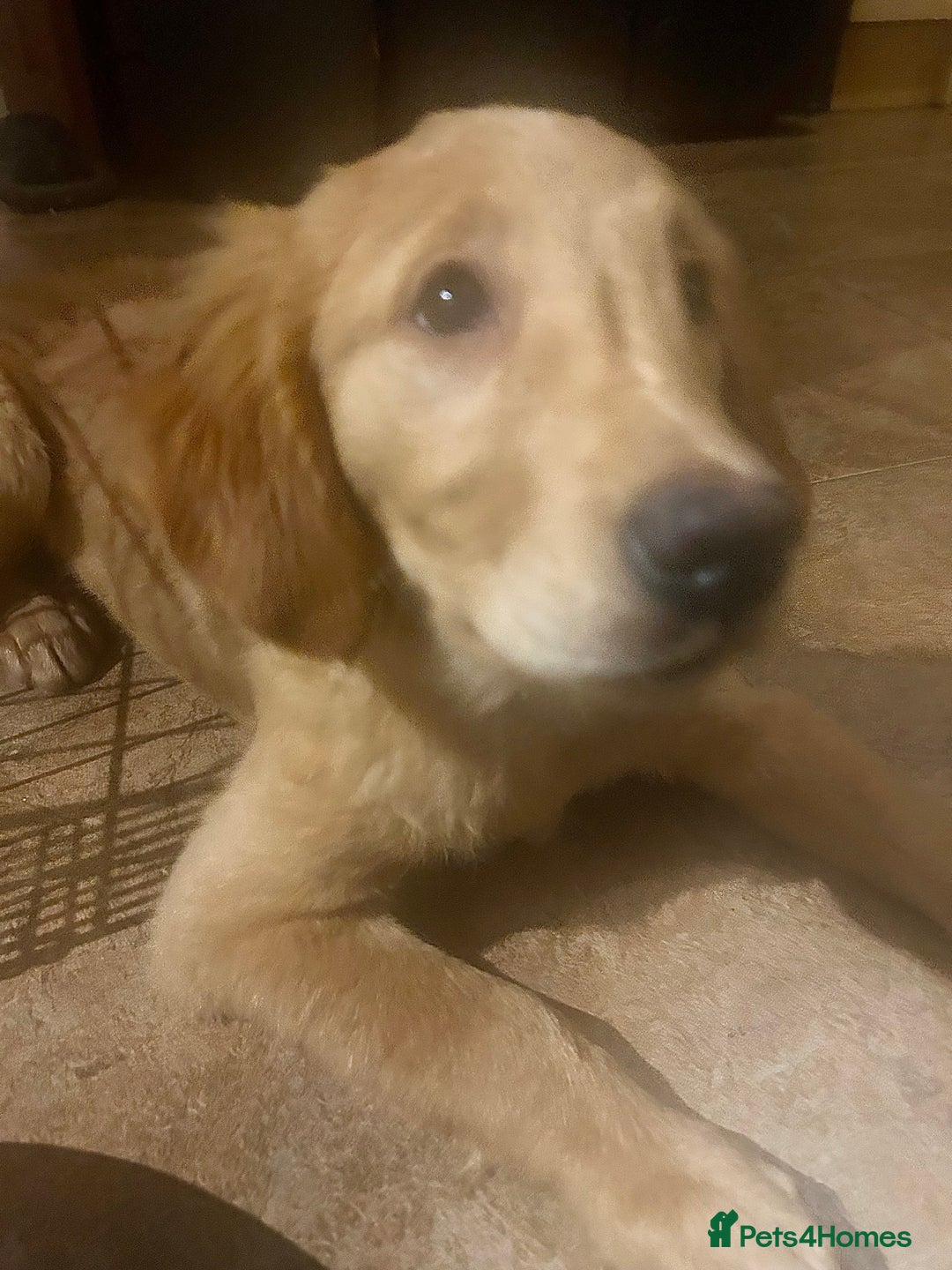 Golden Retriever dogs for sale: Trained Golden Retriever for sale  - Advert 2