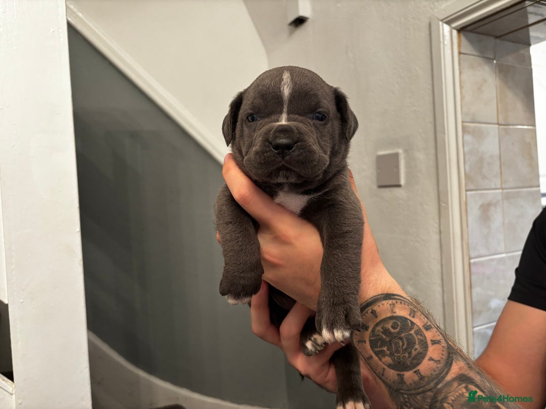 Mixed Breed dogs for sale: Cane Corse X puppies  - Image 13