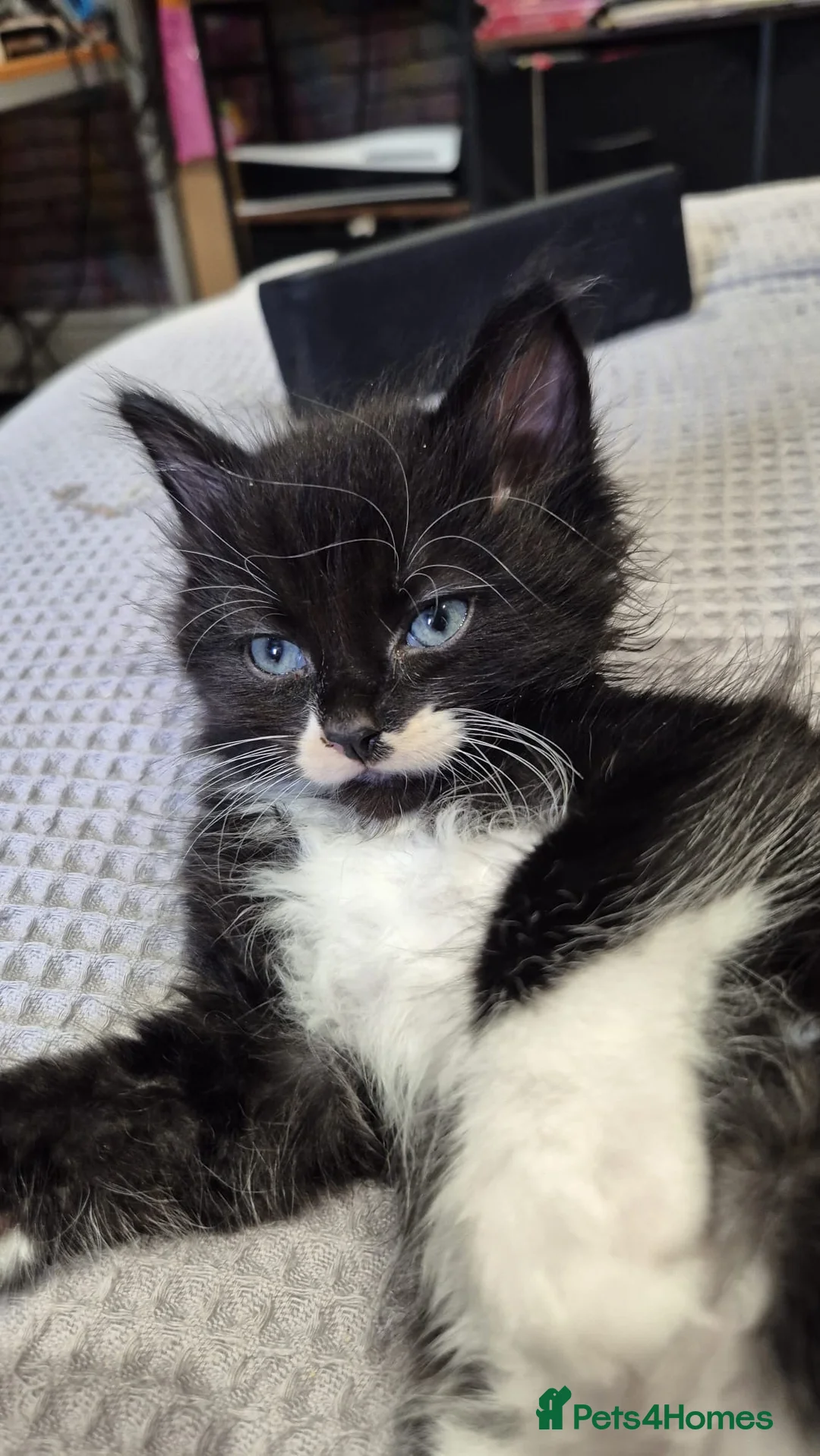 Maine Coon cats for sale: Mainecoon cross ragdoll  - Advert 1