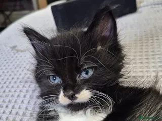 Maine Coon cats Mainecoon cross ragdoll - Advert 6