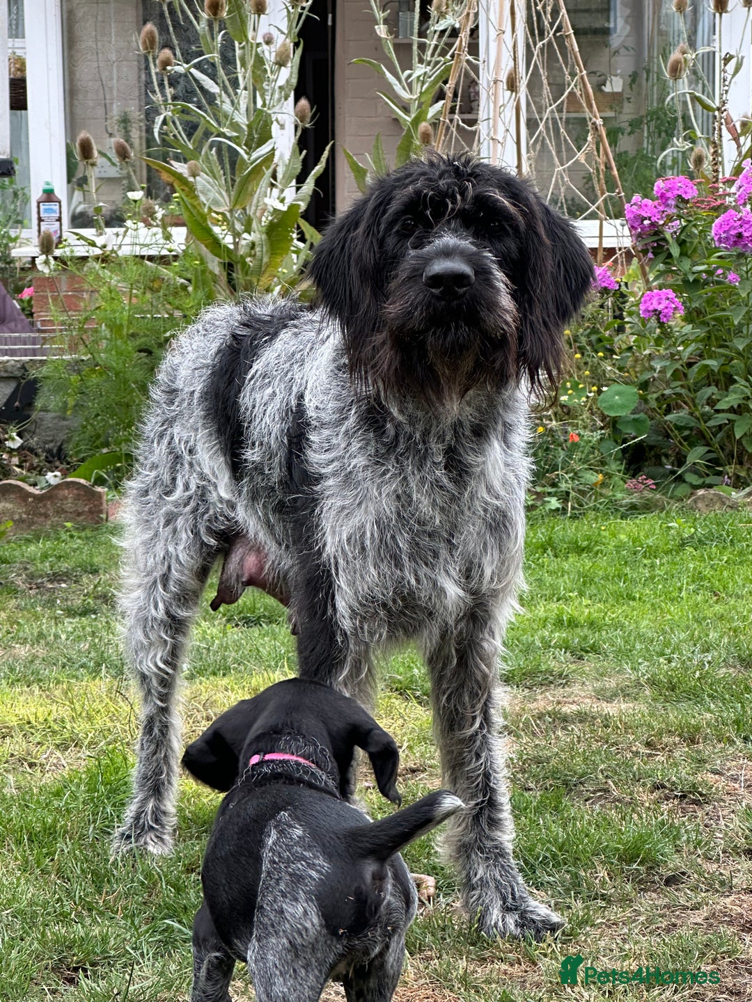 German Wirehaired Pointer dogs for sale: German Wirehaired Pointer Puppies for Sale - Image 7
