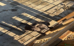 Jackapoo dogs for sale: Jackapoo Puppies for sale 🐶🐾 - Advert 5