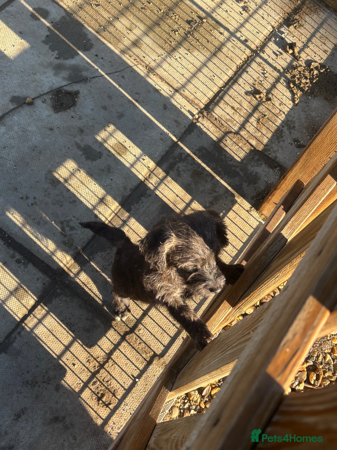 Jackapoo dogs for sale: Jackapoo Puppies for sale 🐶🐾 - Advert 5